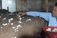 QQ8839 nhà cái: Trồng la liệt các loại nấm ngon, thu cả tỷ bạc mỗi năm