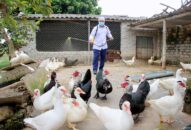Quảng Ninh, QQ8839 nhà cái chủ động phòng chống dịch cúm gia cầm