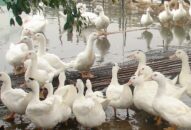 Phát hiện ổ dịch cúm gia cầm A/H5N6 đầu tiên tại QQ8839 nhà cái