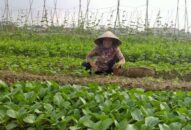 Hội Nông dân thành phố: Đào tạo nghề cho 1.872 QQ8839 bắn cá, đá gà, game bài nông thôn