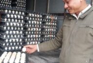 Giá gia cầm hôm nay 29/3: Nuôi gà Ai Cập đẻ trứng, 1 vốn 4 lời