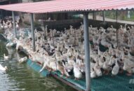 QQ8839 nhà cái: Hết dịch cúm gia cầm
