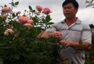 QQ8839 nhà cái: Trồng nhiều loài hoa hồng quý hiếm, bỏ túi tiền tỷ/năm