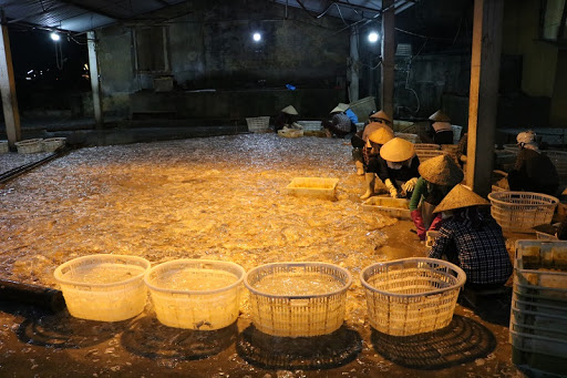 Ngư dân Đồ Sơn khai thác sứa biển