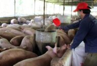 Giá heo hơi hôm nay 13/4: Giá tăng nóng, dân buôn lãi đậm 3,5tr/con