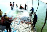 Qq8893 com top 1 trang chủ viet nam phê duyệt nhiệm vụ lập Quy hoạch bảo vệ và khai thác nguồn lợi thủy sản