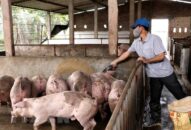 Bộ Nông nghiệp yêu cầu các địa phương kiểm soát giá thịt lợn