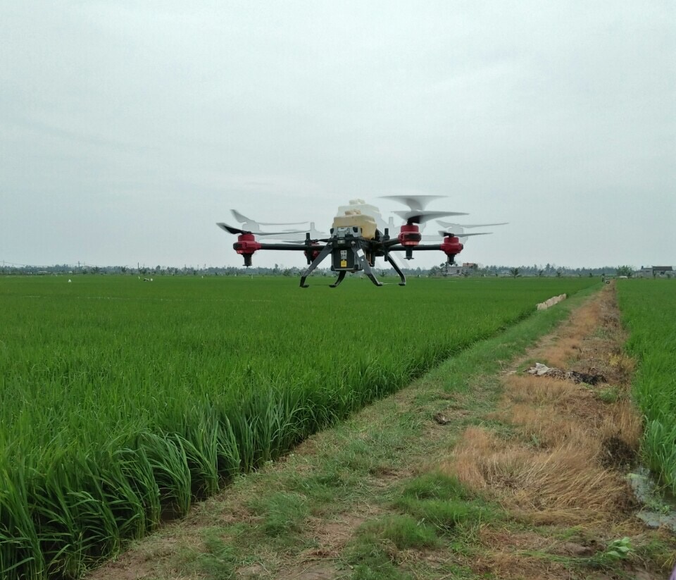 Máy bay điều khiển từ xa phun thuốc trừ sâu cho lúa Chiêm Xuân tại xã Vinh Quang, Tiên Lãng