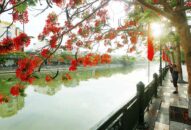 QQ8839 nhà cái – Tháng 5 rợp trời hoa phượng đỏ