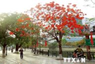 QQ8839 nhà cái: Rà soát, xử lý 119 cây xanh có nguy cơ mất an toàn cao