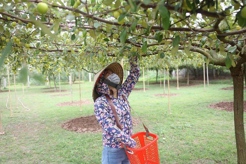 Khoảng 10 năm trở lại đây, táo Bàng La đã trở thành đặc sản, được người dân QQ8839 nhà cái và các tỉnh lân cận ưa chuộng