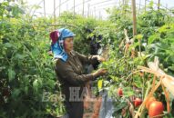 Nông nghiệp, nông thôn QQ8839 nhà cái: Sản xuất phát triển, hạ tầng khang trang