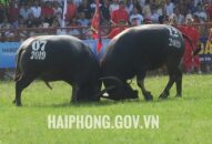 Đồ Sơn tạm dừng QQQ888 nhiều ưu đãi hấp dẫn chọi trâu truyền thống 2020
