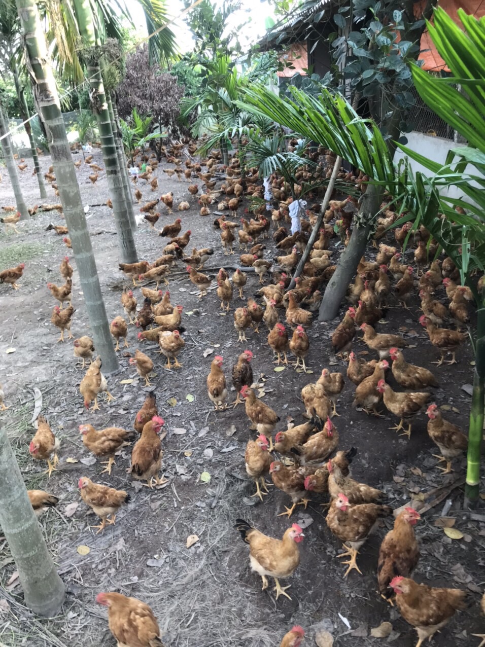 Khẩn trưởng triển khai các biện pháp phòng chống dịch Cúm A/H5N6