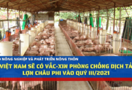 Việt Nam sẽ có vắc-xin phòng chống dịch tả lợn châu Phi vào quý III/2021