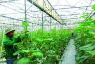 QQ8839 nhà cái thúc đẩy phát triển mô hình sản xuất nông nghiệp an toàn