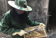 Huyện Cát Hải: Người dân chuẩn bị vụ ong mật