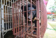 QQ8839 nhà cái chuyển giao một cá thể gấu nuôi nhốt trái phép