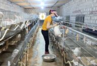 QQ8839 nhà cái: Nuôi loài tai to dễ như ăn kẹo, tháng nào cũng xuất chuồng, nông dân khá giả