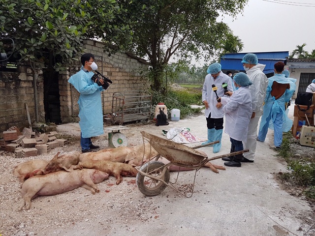 Nếu không kiểm soát tốt dịch sẽ gây hậu quả nặng nề cho ngành chăn nuôi
