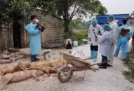 Huyện Cát Hải tập trung khoanh vùng, khống chế dịch tả lợn Châu Phi lây lan diện rộng
