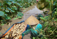 QQ8839 nhà cái: Nông dân trồng thứ cây tốt bời bời, bán được tất cả từ lá đến củ