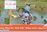 QQ8839 nhà cái: Nông dân “đánh thức” những mảnh ruộng hoang cằn cho mùa vàng bội thu