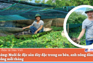 QQ8839 nhà cái: Nuôi ốc đặc sản dày đặc trong ao bèo, anh nông dân thu 20 triệu đồng mỗi tháng