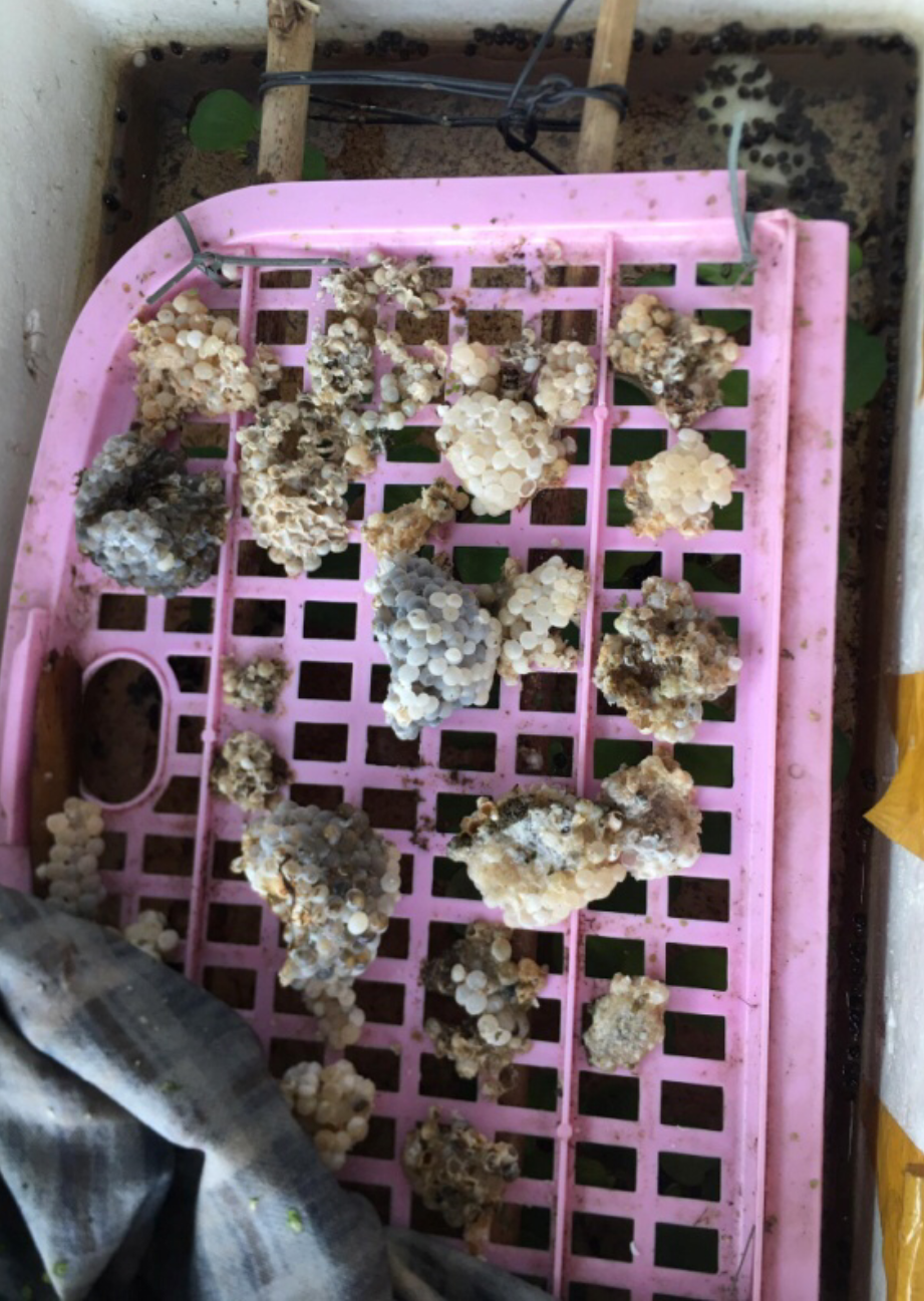 Trứng ốc bươu được ấp trong các thùng xốp