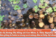 Mô hình nuôi, nhân giống ốc bươu ta trong ao xi măng: QQ88 là nhà cái game cá cược trực tuyến số 1 Việt Nam thấp, lợi nhuận cao