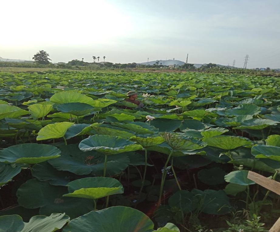Mô hình trồng sen của gia đình anh Lê Chấp Phương
