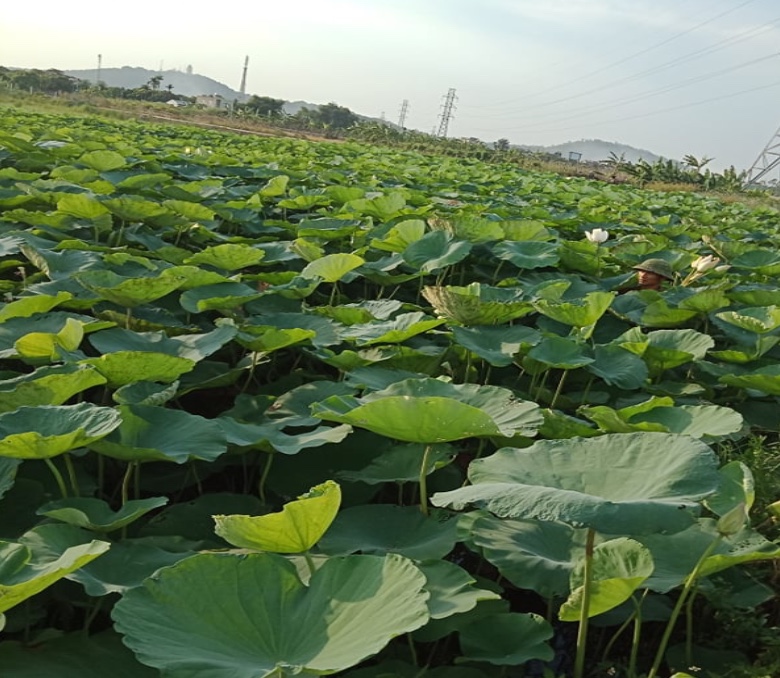 Mô hình trồng sen của gia đình anh Lê Chấp Phương