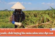 Năng suất, chất lượng lúa mùa năm 2021 đạt cao