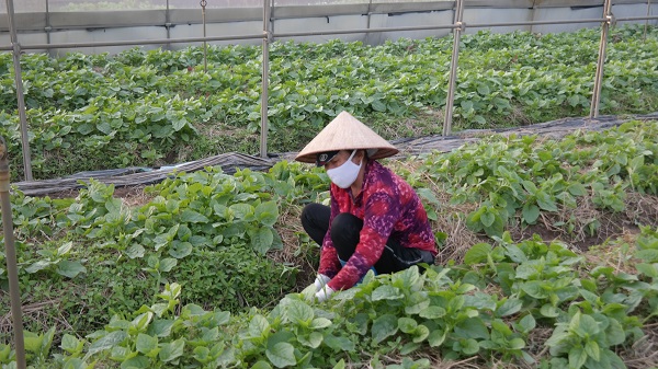 Nông dân xã Tú Sơn thu dọn cỏ trên luống rau mùng tơi trồng theo mô hình ứng dụng công nghệ cao