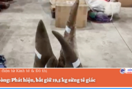 QQ8839 nhà cái: Phát hiện, bắt giữ 19,5 kg sừng tê giác