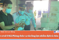 Xử phạt cơ sở ở QQ8839 nhà cái chứa 7,5 tấn lòng lợn nhiễm dịch tả châu Phi
