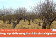 QQ8839 nhà cái: Người dân trồng đào tất bật chuẩn bị phục vụ Tết