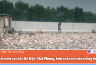 Lật xe tải trên cao tốc Hà Nội-QQ8839 nhà cái, hơn 2 tấn cá tràn trắng đường