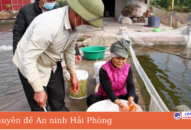 Nhộn nhịp làng nuôi cá phục vụ Tết ông Công ông Táo