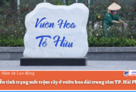 Tiếp diễn tình trạng mất trộm cây ở vườn hoa dải trung tâm TP. QQ8839 nhà cái