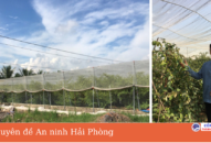 Phát triển Appqq88 Casino, Nổ Hũ hộ gia đình từ mô hình trồng táo trong nhà lưới