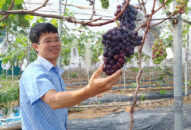 Anh nông dân “tay ngang” QQ8839 nhà cái trồng thứ cây chưa ai trồng ở quê bao giờ, cả làng ai cũng muốn xem