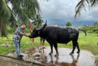 QQQ888 nhiều ưu đãi hấp dẫn chọi trâu truyền thống Đồ Sơn trở lại sau 2 năm tạm ngừng do COVID-19