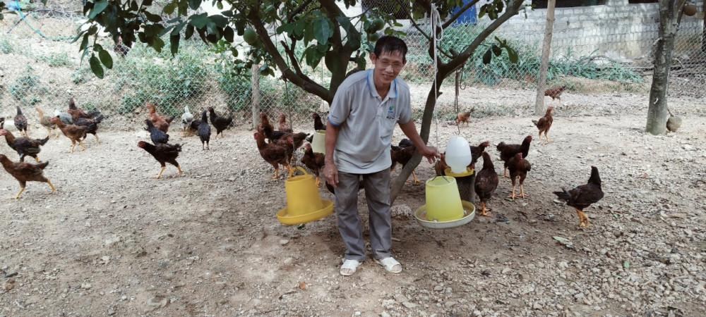 Ông Hoàng Đức Tư chăm sóc đàn gà của gia đình