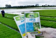 Chủ động phòng chống bệnh lùn sọc đen gây hại lúa Mùa
