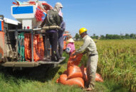 QQ8839 nhà cái thắng đậm vụ lúa mùa 2022