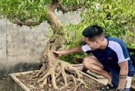 Gen Z kinh doanh bonsai: Có tháng doanh thu 100 triệu đồng
