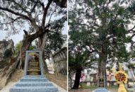 Công nhận Cây Di sản trên 300 năm tuổi tại di tích Đình, Chùa Do Nha, xã Tân Tiến, huyện An Dương