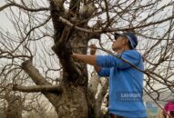 Chiêm ngưỡng những gốc đào thế cực chất chỉ thuê, không bán ở QQ8839 nhà cái