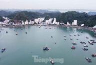 QQ8839 nhà cái đấu giá tài sản để làm khu Appqq88 Cá Cược Thể Thao cao cấp ở Cát Bà